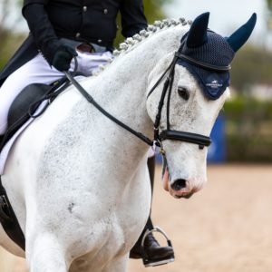 DRESSAGE ADVANCED GROUP LESSONS
