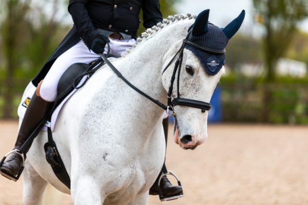DRESSAGE BEGINNER GROUP LESSONS